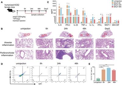 Two new and effective food-extracted immunomodulatory agents exhibit anti-inflammatory response activity in the hACE2 acute lung injury murine model of COVID-19